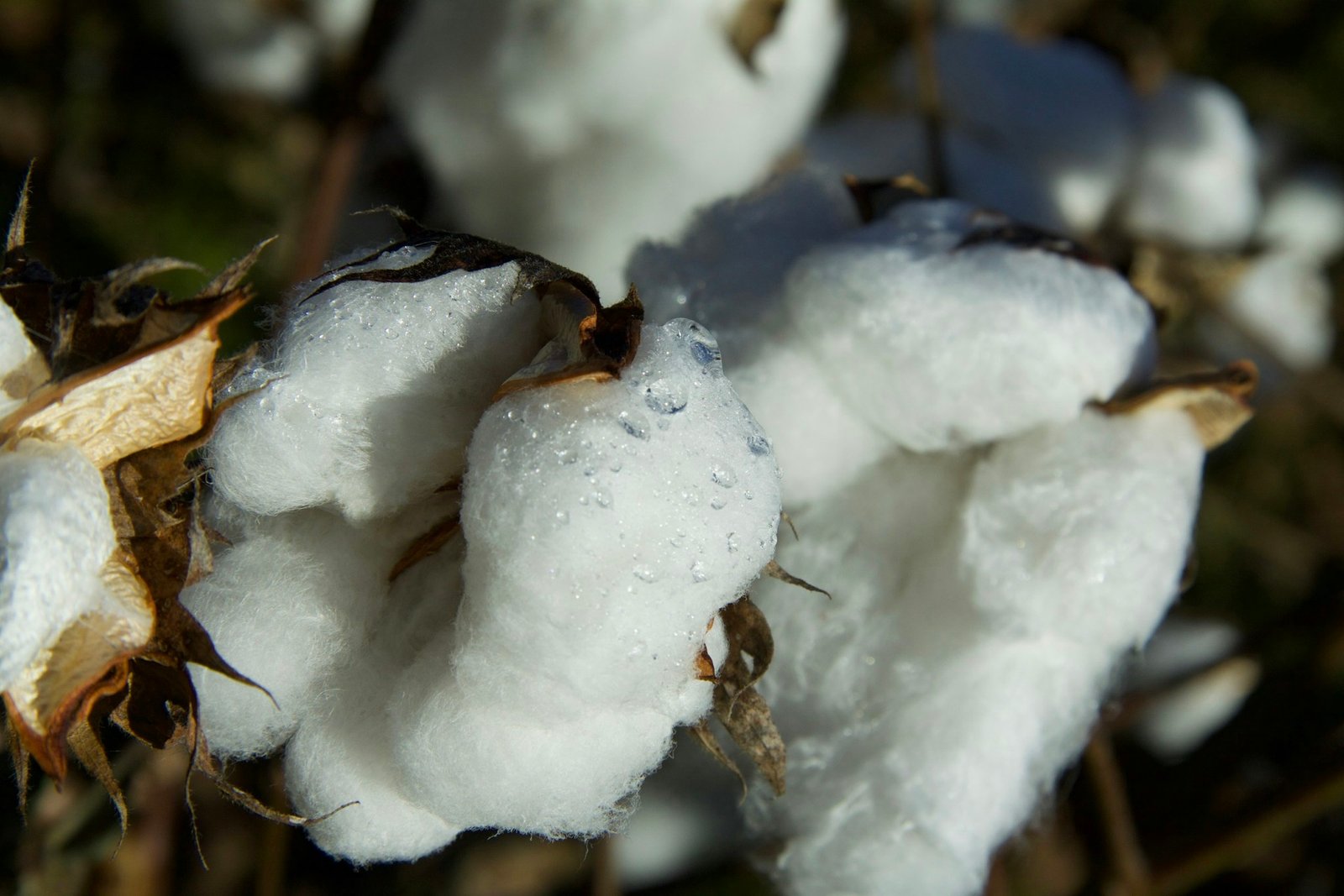 Raw cotton bolls on the plant